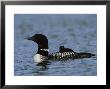 Common Loon, With Baby, Kenai Peninsula, Alaska by Roy Toft Limited Edition Print