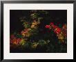 Maple Leaves In Autumn Colors by Melissa Farlow Limited Edition Pricing Art Print