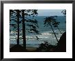 View Through Silhouetted Evergreen Trees At Gentle Pacific Surf by Melissa Farlow Limited Edition Print