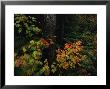 Vine Maple Leaves Displaying Bright Autumn Colors by Melissa Farlow Limited Edition Print