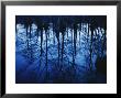 Twilight View Of Bald Cypress Trees Reflected On Water by Raymond Gehman Limited Edition Print