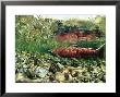 Chinook Or King Salmon In A Clear Alaska Stream by Michael S. Quinton Limited Edition Print