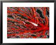 Majid Crab Hiding On A Gorgonian Coral by Tim Laman Limited Edition Print