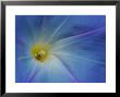 Close-Up Of Morning Glory Flower With Small Bee, Arlington, Massachusetts, Usa by Darlyne A. Murawski Limited Edition Print