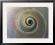 A Close View Of A Moon Snail Shell, Lunatia Heros by Darlyne A. Murawski Limited Edition Print