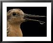 Close View Of A Red Knot Sandpiper by Joel Sartore Limited Edition Print