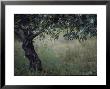 Flowering Olive Tree Growing In A Field by Paul Schutzer Limited Edition Print