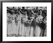 Six Bridesmaids Pose Together In White Organdy Gowns For Elizabeth Taylor And Nicky Hilton Wedding by Ed Clark Limited Edition Print