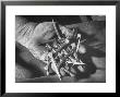 Man Holding Nails That Have Been Pulled From Old Horseshoes by Fritz Goro Limited Edition Print