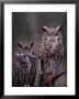 These Great Horned Owls, Washington, Usa by Charles Sleicher Limited Edition Pricing Art Print