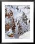 Snow, Trees, And Hoodoos, Bryce Canyon National Park, Utah, Usa by James Hager Limited Edition Print