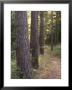 Woodland Path Trough Scots Pine Trees, Pinus Sylvestris, Norfolk, England by Amanda Hall Limited Edition Print