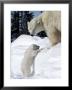 Polar Bear With A Cub, (Ursus Maritimus), Churchill, Manitoba, Canada by Thorsten Milse Limited Edition Print