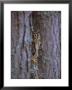 Long Eared Owl (Asio Otus) In Winter, Scotland, Uk, Europe by David Tipling Limited Edition Print