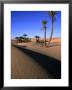 Palm Trees In The Desert Dunes, Erg Chebbi Desert, Morocco by John Elk Iii Limited Edition Print