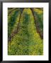 Vineyard In Spring In Carneros Area, Napa Valley, California, Usa by Roberto Gerometta Limited Edition Print