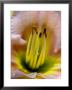 Close View Of Stamen Of A Daylily, Groton, Connecticut by Todd Gipstein Limited Edition Print