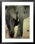 Closeup Of A Juvenile African Elephant by Kenneth Garrett Limited Edition Print