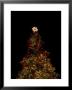Christmas Tree At Night by John Burcham Limited Edition Print