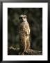 Meerkat Leaning On Tail On Mound, Alert Sentry Duty For Predators, Australia by Jason Edwards Limited Edition Pricing Art Print