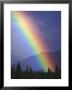 Rainbow Arching Through Clearing Skies Over Evergreen Forest, Alaska by Paul Nicklen Limited Edition Print