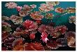 Red Water Lilies by Pamela Jablonski Limited Edition Print