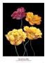 Midnight Bloom I by Susan Jeschke Limited Edition Print