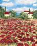 Poppy Field I by Antonette Bowman Limited Edition Print