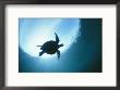 A Silhouetted View Of An Endangered Loggerhead Sea Turtle by Nick Caloyianis Limited Edition Print