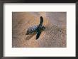 A Green Turtle Hatchling Struggling From Its Nest In The Sand by Wolcott Henry Limited Edition Print