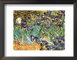 Irises, Saint-Remy, 1889 by Vincent Van Gogh Limited Edition Print