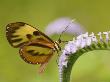 Close-Up Of Butterfly On Flower, Madre De Dios Province, Amazon River Basin, Peru by Dennis Kirkland Limited Edition Print