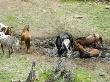 Horses Take Mud Bath After Roundup, Malaga, Washington, Usa by Dennis Kirkland Limited Edition Print