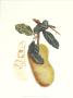 Indonesian Fruits Iii by Berthe Hoola Van Nooten Limited Edition Pricing Art Print