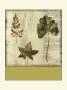 Leaf Etching Iii by Nancy Slocum Limited Edition Print