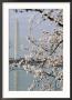 Washington Monument And Cherry Blossoms by Charles Shoffner Limited Edition Print