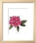 Rhododendron Nova Zembla by Pamela Stagg Limited Edition Pricing Art Print