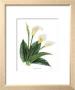 Calla Lily by Pamela Stagg Limited Edition Pricing Art Print
