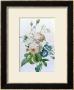 Rosa Damascena by Pierre-Joseph Redoute Limited Edition Print