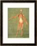 Deeper Muscular System Of The Front Of The Body by Arnauld Eloi Gautier D'agoty Limited Edition Print