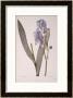 Iris Pallida, From Les Liliacees, 1812 by Pierre-Joseph Redoute Limited Edition Pricing Art Print