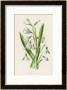 Snowdrop Depicted With Leucajum Aestivum: Snowflake by F. Edward Hulme Limited Edition Print