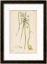 John Edward Sowerby Pricing Limited Edition Prints