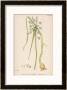 Var. Complanatum Field Garlic by John Edward Sowerby Limited Edition Pricing Art Print