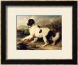 Newfoundland Dog Called Lion, 1824 by Edwin Henry Landseer Limited Edition Pricing Art Print