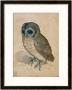 Sreech-Owl, 1508 by Albrecht Durer Limited Edition Print