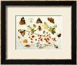 Butterflies, Moths And Other Insects With A Snail And A Sprig Of Redcurrants, 1680 by Jan Van Kessel Limited Edition Print