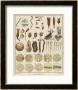 Animacules, Microscopic Creatures As Seen Under A Microscope by Ebenezer Sibly Limited Edition Pricing Art Print