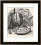 The Fruit Of The Cocoa (Or Chocolate) Plant Theobroma Cacao by Berveiller Limited Edition Print