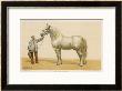 This 7-Year Old Stallion Understandably Won First Prize At The Agricultural Show At Niort by Olivier De Penne Limited Edition Print